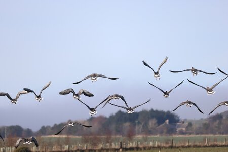 Canadian Geese - Inverberbvie.jpg