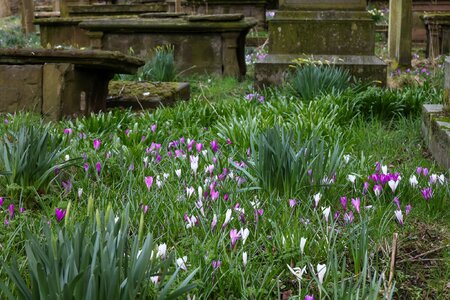 Spring - Montrose Churchyard.jpg