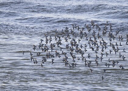 Terns-Aberdeen-Harbour.jpg