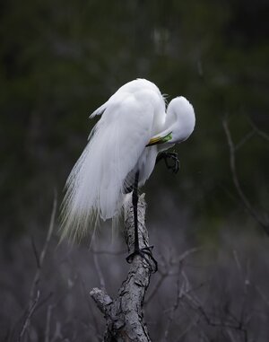 Egret_2276A.jpg