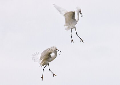 _8A83527 snowy egrets  Smith Oaks rookery 20210322 screen full cal afternoon 20210326.jpg