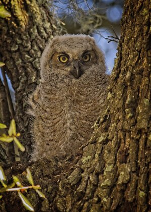 _A8A2525 Great Horned Owlet BBSP 20210321.jpg