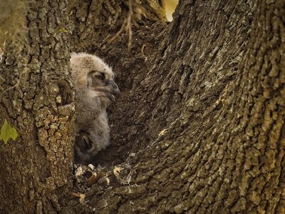 _A8A2455 Great Horned Owlets BBSP 202103211817.jpg