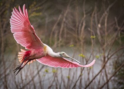 _8A83586 roseate spoonbill  Smith Oaks rookery 20210322 screen full cal afternoon 20210326.jpg