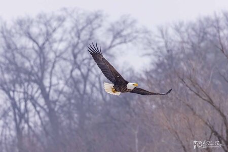 Eagle in flight 1.9.21.6 qc.jpg