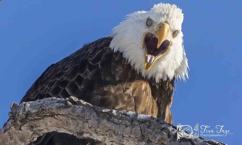 Eagle Yelling 2.20.21.2 qc.jpg