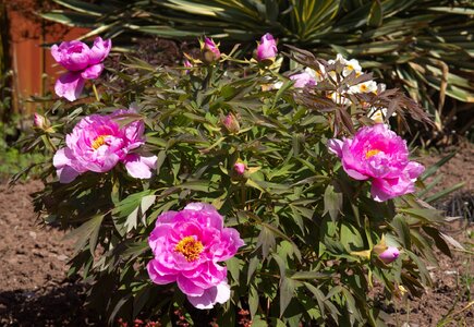 Bush Peonies.jpg