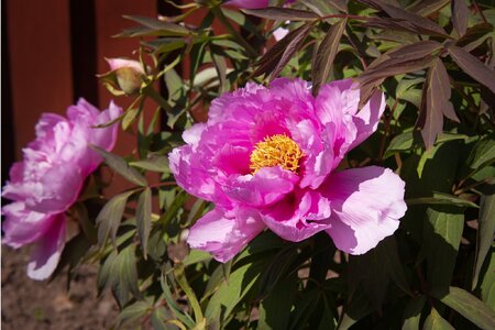 Peonie.jpg