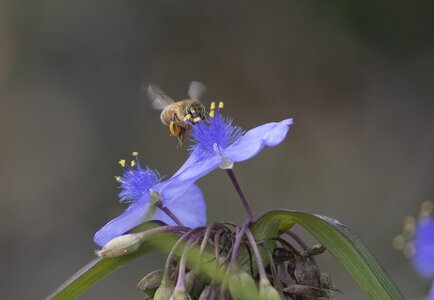 Honeybee_4248.jpg