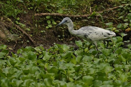 _A8A7741 calico juv little blue heron Spillway Trail BBSP 20210427 DPP.JPG