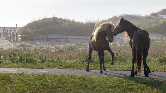 2021_05_Assateague-11727-CR3_DxO_DeepPRIME-Edit2048.jpg