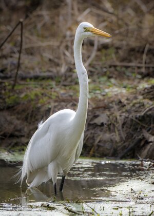 2023-003-010 birds.jpg