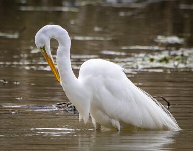 2023-003-021 birds.jpg