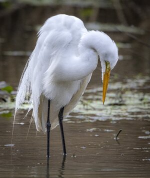 2023-003-108 birds.jpg