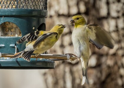 Goldfinches.jpg