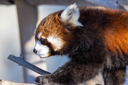 Panda Prowl.jpg
