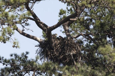 2023-007-006 Bald Eagle.jpg