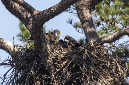 2023-007-006 Bald Eagle-Edit.jpg