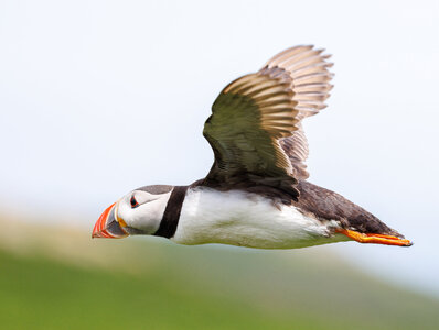 Skomer-9467.jpg