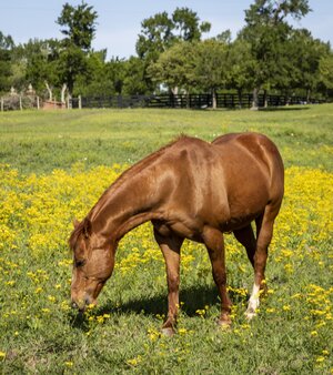 2023-016-019 wildflowers.jpg