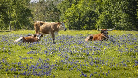 2023-016-024 wildflowers.jpg