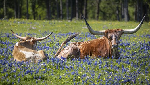 2023-016-090 wildflowers.jpg