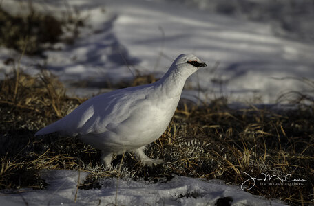 Rock Ptarmigan, spring, Interior Alaska -71043.jpg