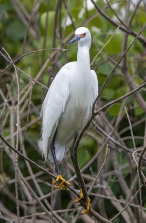 2023-019-139 birds.jpg