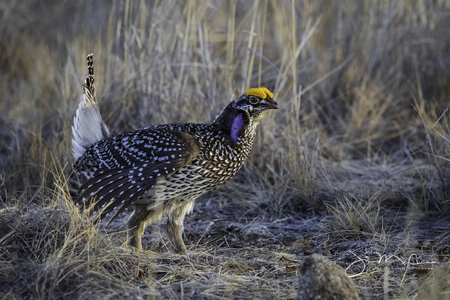 Sharp-tailed Grouse-71147.jpg