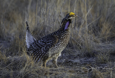 Sharp-tailed Grouse-71143.jpg