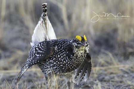 Sharp-tailed Grouse-71137.jpg