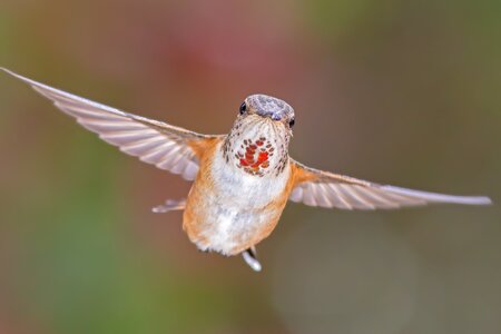 Oregon Rufous Hummingbird.jpeg