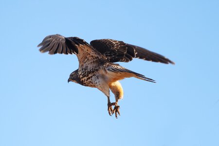 Hawk_14A0047 -W.jpg