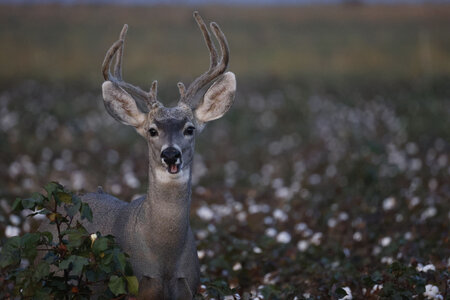 White Tail Deer_PT_1682.jpg