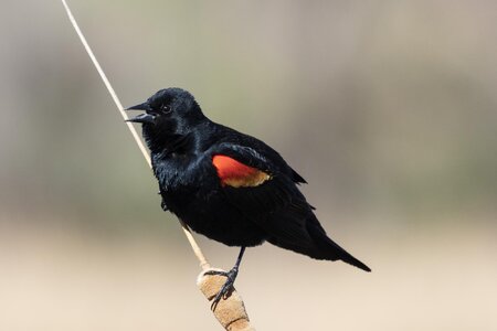 Red-Winged Blackbird-7N8A7263-w.jpg