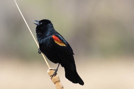 Red-Winged Blackbird-7N8A7267-W.jpg