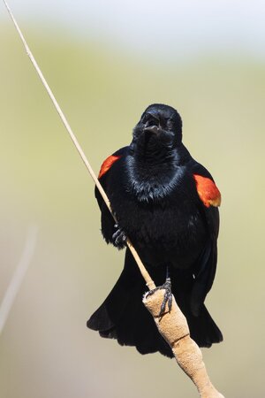 Red-Winged Blackbird-7N8A7315-w.jpg