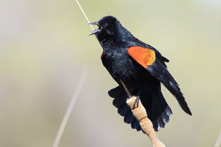 Red-Winged Blackbird-7N8A7389-w.jpg