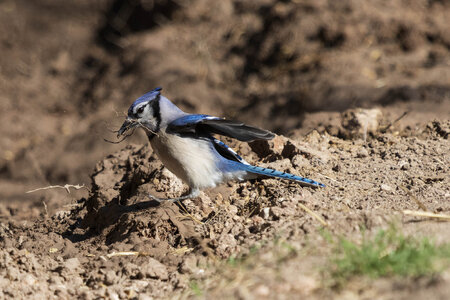 Blue Jay-7N8A7700-W.jpg