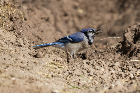 Blue Jay-7N8A7740-w.jpg