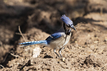 Blue Jay-7N8A7745-w.jpg