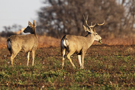 Deer_PT_2596-W.jpg