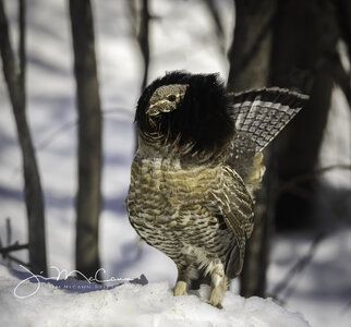 Ruffed Grouse, Drummer, snow,  Interior Alaska -56839.jpg