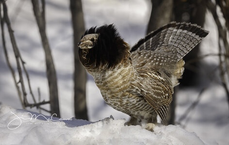 Ruffed Grouse, Drummer, snow,  Interior Alaska -56837.jpg