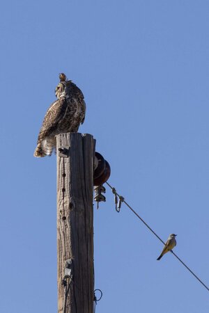 Great Horned Owl-7N8A7826-w.jpg