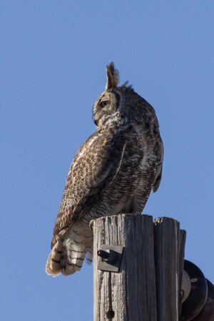 Great Horned Owl-7N8A7847-w.jpg