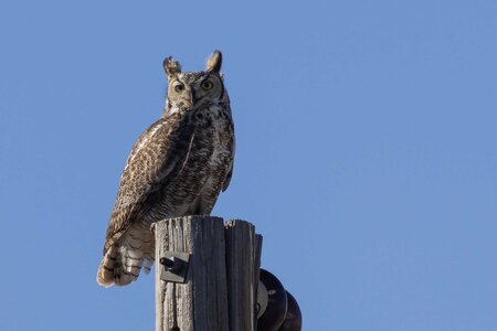 Great Horned Owl-7N8A7852-w.jpg