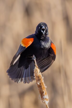 RedwingedBlackbird-3.jpg