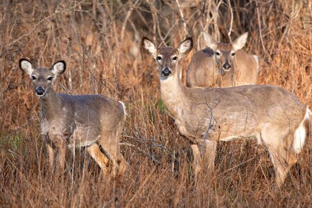 Two Does and a Buck-1.jpg