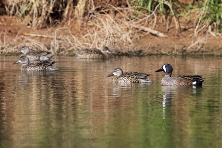 Blue-Winged Teal-7N8A8009-w.jpg